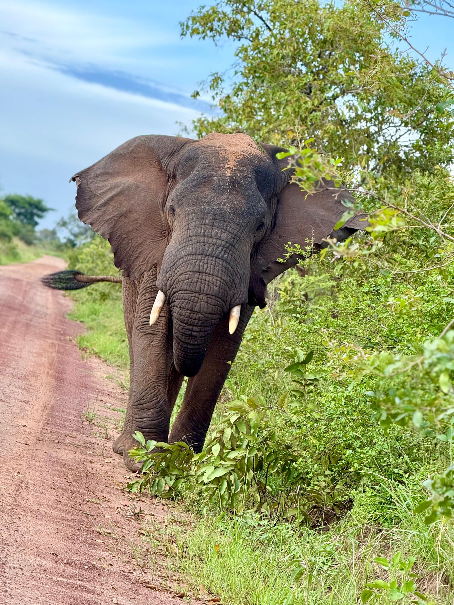 Day Akagera National Park Game Drive